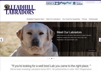 Lead Hill Labradors