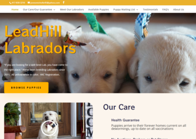 Lead Hill Labradors